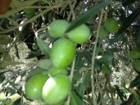 tsiovoulos_emporio_elias_agrinio_251