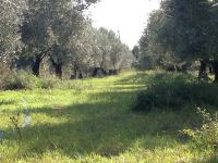 tsiovoulos_emporio_elias_agrinio_261