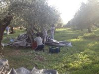 tsiovoulos_emporio_elias_agrinio_281