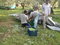 tsiovoulos_emporio_elias_agrinio_291