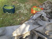 tsiovoulos_emporio_elias_agrinio_331