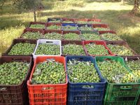 tsiovoulos_emporio_elias_agrinio_351