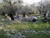 tsiovoulos_emporio_elias_agrinio_391